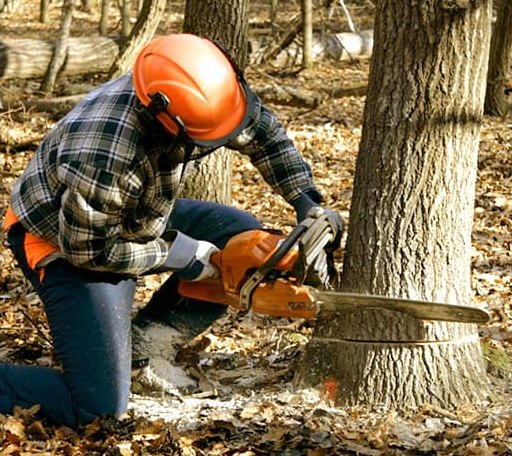 Tree Removal in Hawley, TX